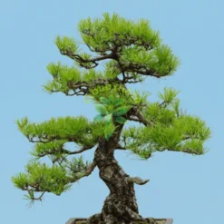 Japanese Black Pine Outdoor Bonsai in Texas