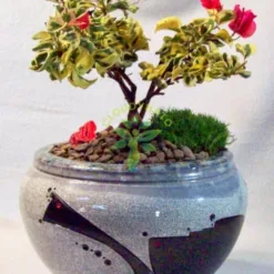 Ceramic Bonsai Pot in Texas