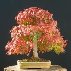 Dwarf Japanese Maple Miniature Bonsai in Texas