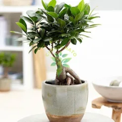 Ficus Ginseng Table Bonsai in Texas